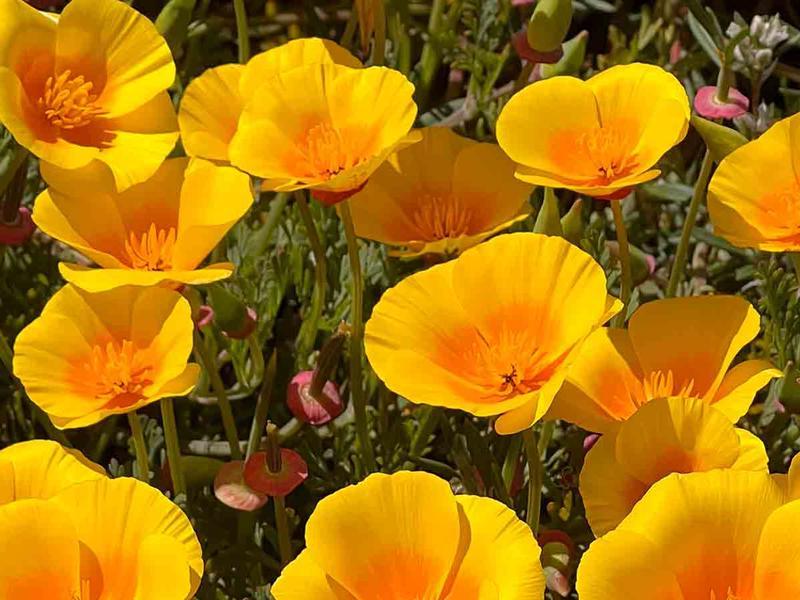 California Poppies